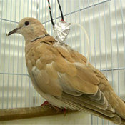 African Collared-Dove